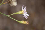 Perennial saltmarsh aster